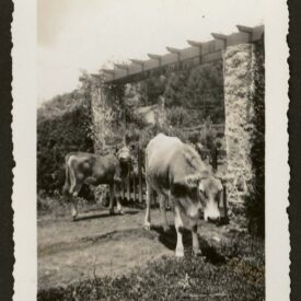 Imagem padrão