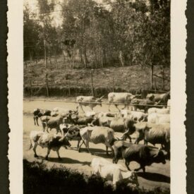 Imagem padrão