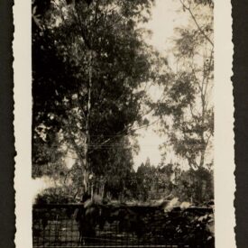 Imagem padrão